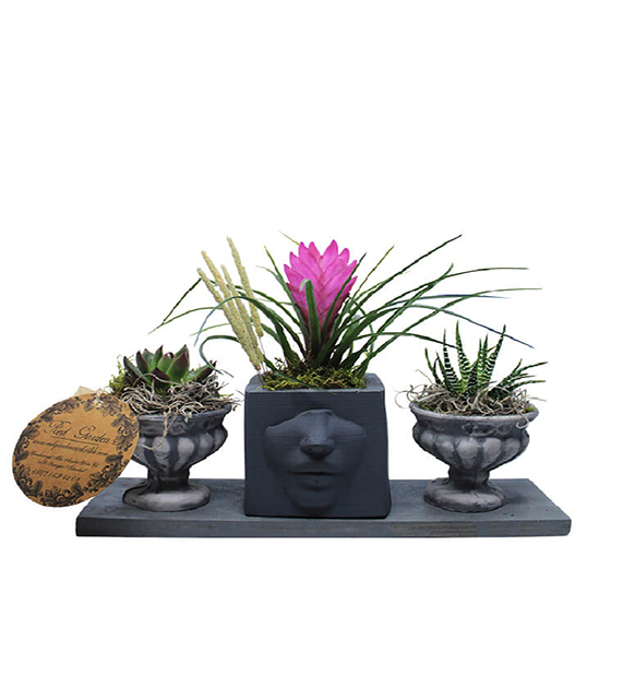 gray-face-reing-tillandsia