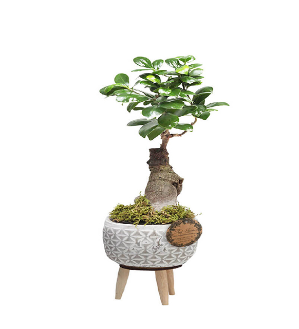ficus-bonsai
