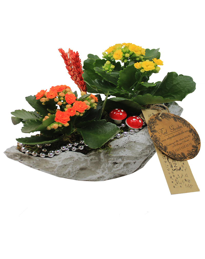 renk-karnavali-kalonso