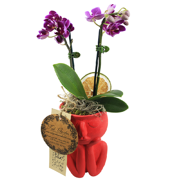 red-thought-mini-orkide