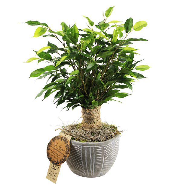 ficus-nathasja-tasarim-saksida