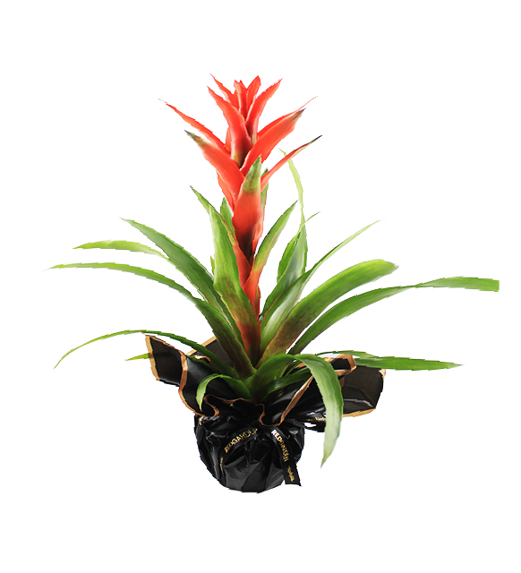 guzmania