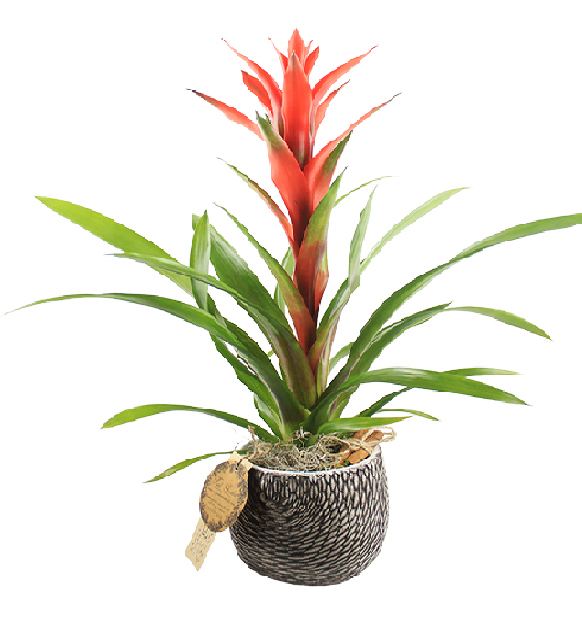 dekoratif-guzmania