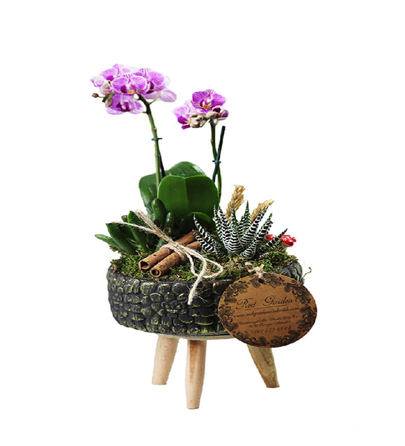 dekoratif-mini-orkide