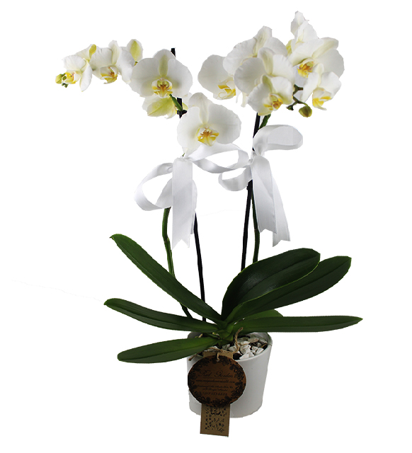 cift-dalli-beyaz-orkide