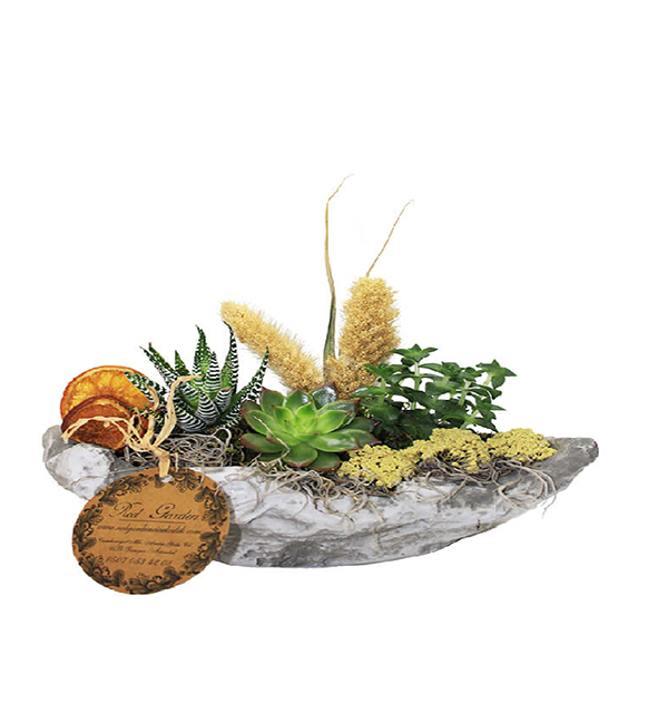 kayik-saksida-skulent-bitkileri