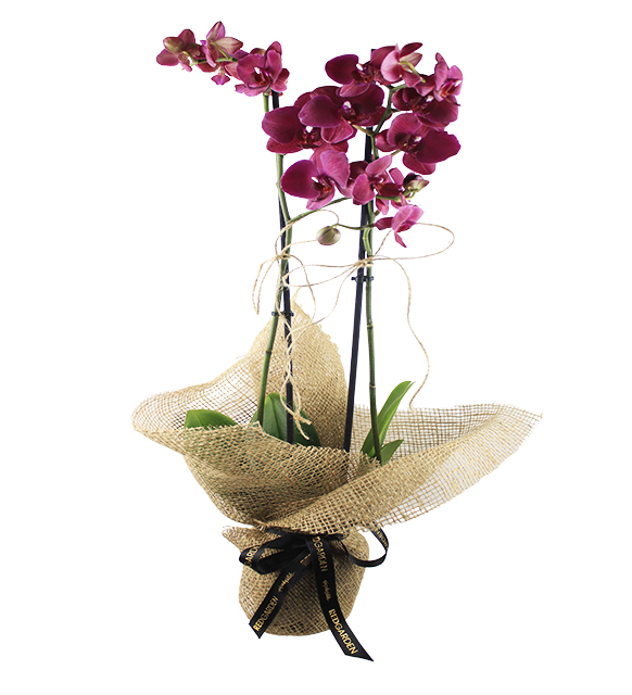 cift-dalli-mor-orkide