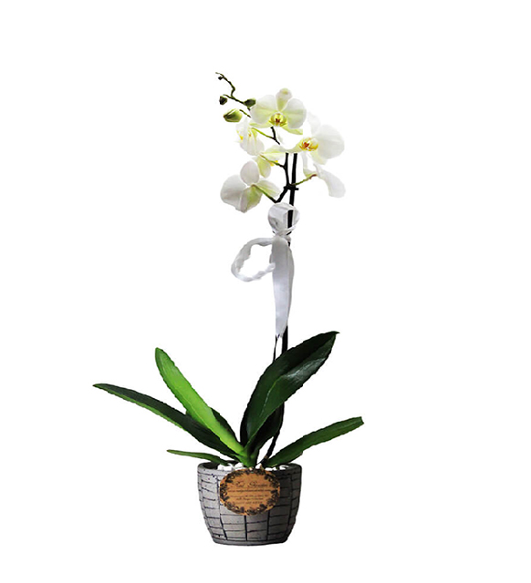tek-dalli-beyaz-orkide