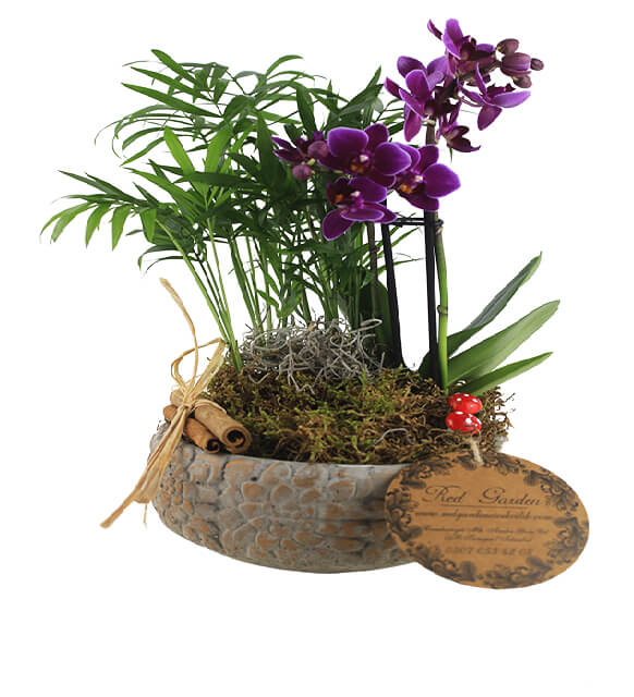 chamadora-&-mini-orkide