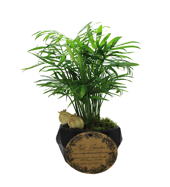 black-thoughts-chamadore