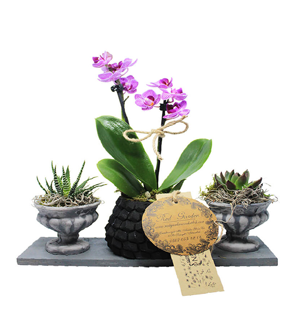 trio-mini-orkide-tasarimi