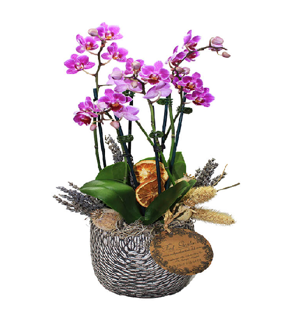 tasarim-mini-orkideler