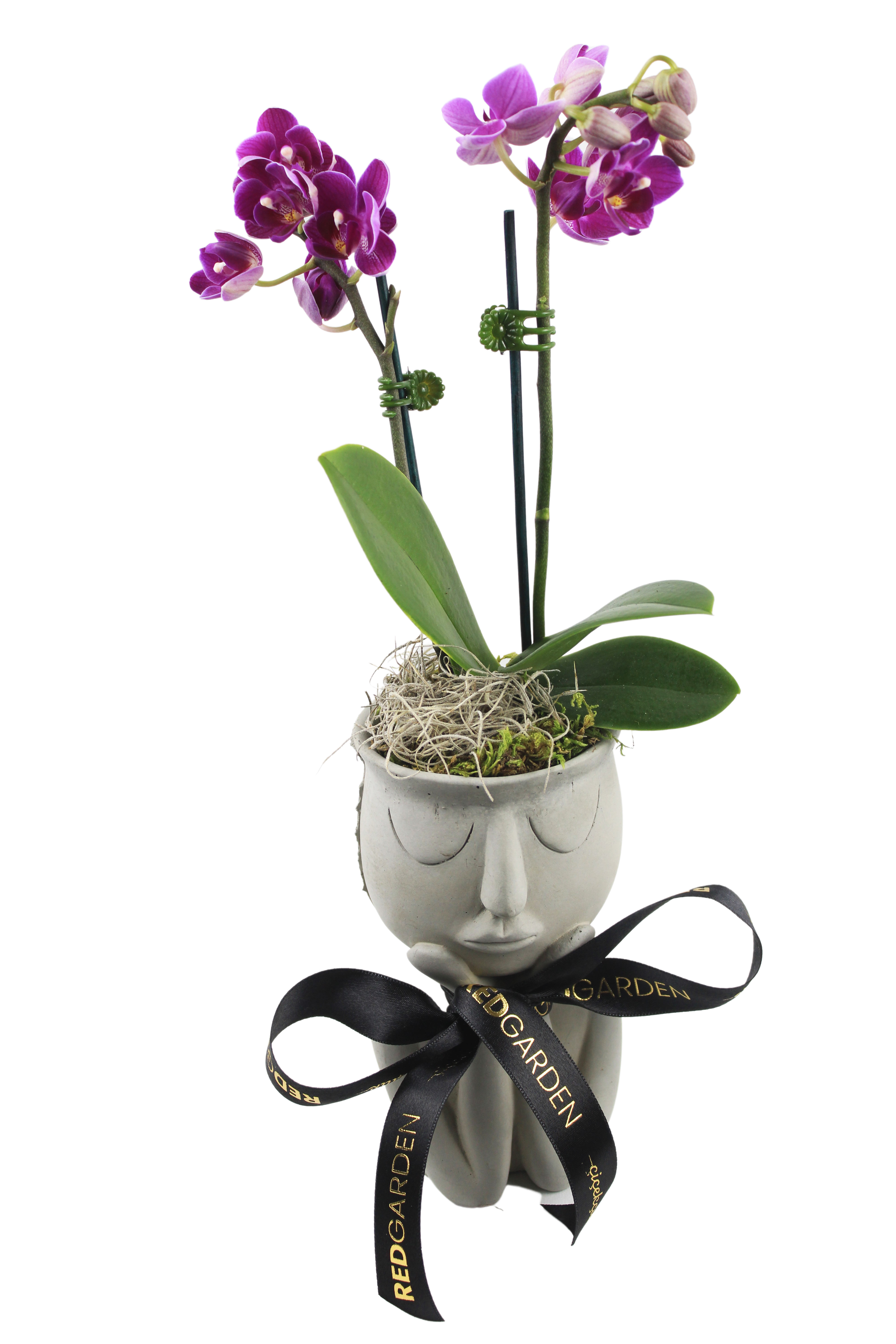 white-thought-mini-orkide