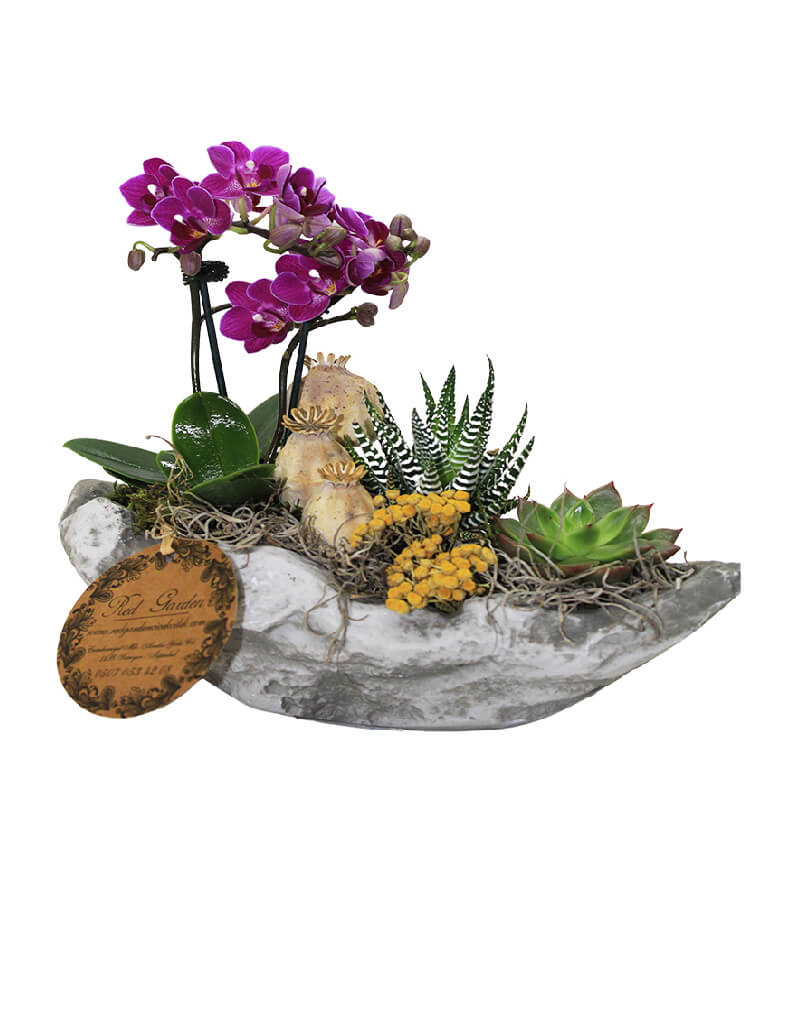 kayik-saksida-mini-orkide