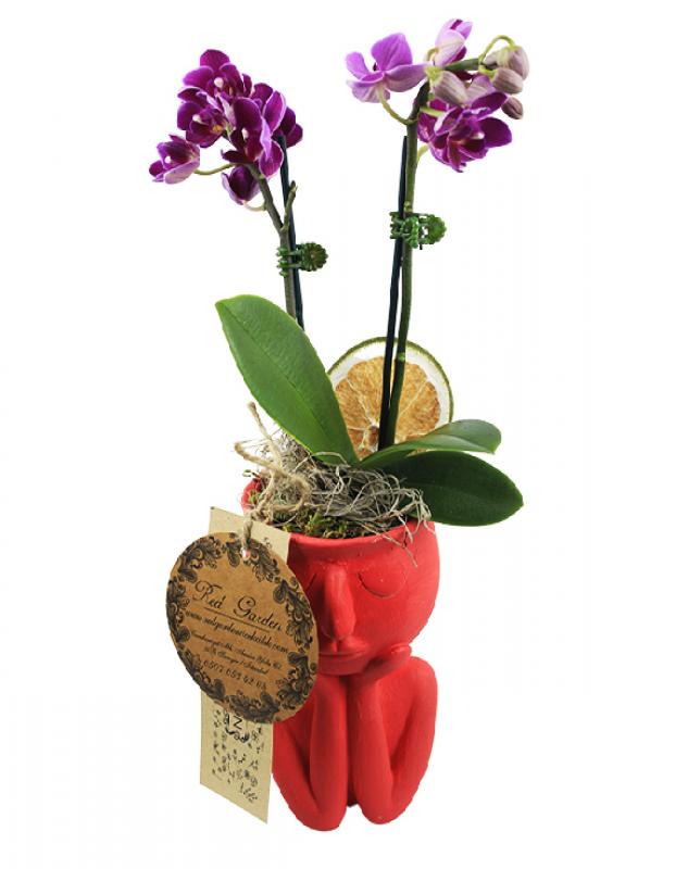 red-thought-mini-orkide