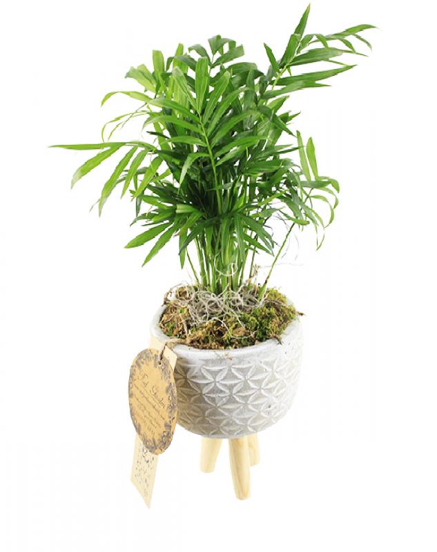 ayakli-saksida-chamadora