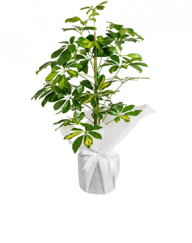 schefflera-seflera-bitkisi